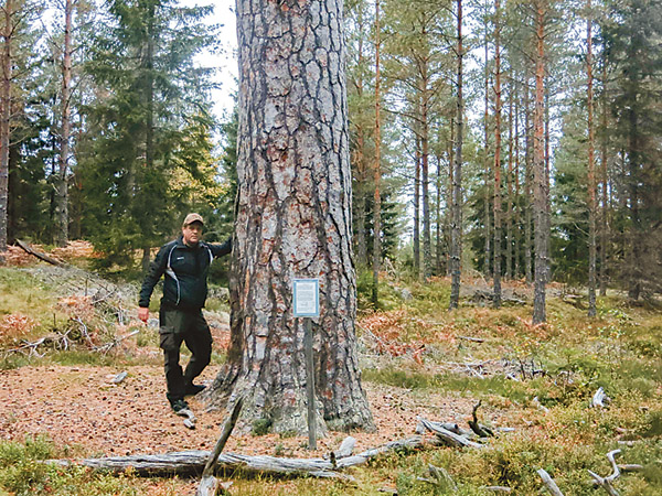 Pålsbotallen, döpt efter backstugan Pålsbo, är den äldsta tallen i Blåvikaskogen, 360 år!