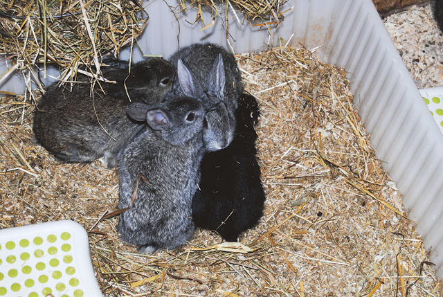 Det är inte konstigt att man kan älska kaniner – de är ju så söta!