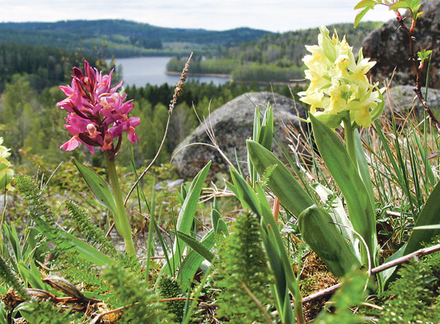 I naturreservatet Idhult blommar orkidéerna Adam och Eva i maj. Då passar det bra att hänga med på en guidad tur. Bild: ANDERS TINGVALL