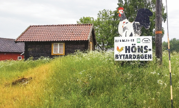 Dags igen för hönsbytardag vid Ukreda och Veteranmotormuseum i Österbymo.